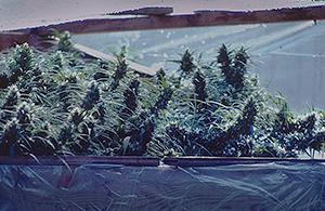 Greenhouse 1978