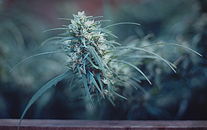 Greenhouse 1978