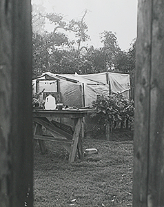 Greenhouse 1978