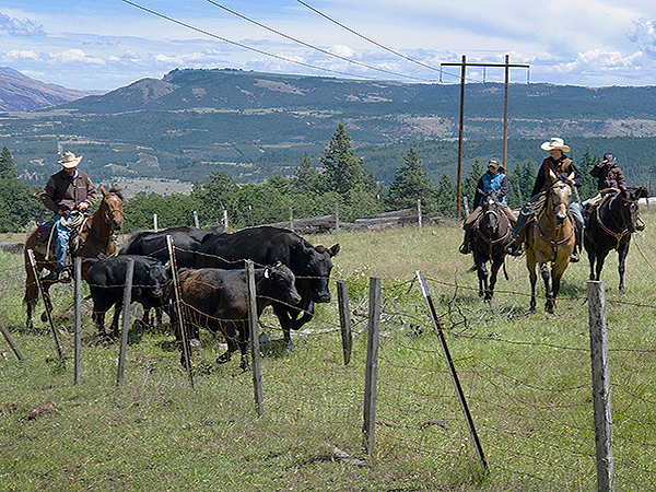 Cattle Roundup