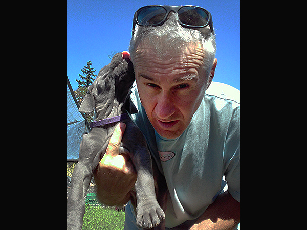Great Dane Pup 8-15