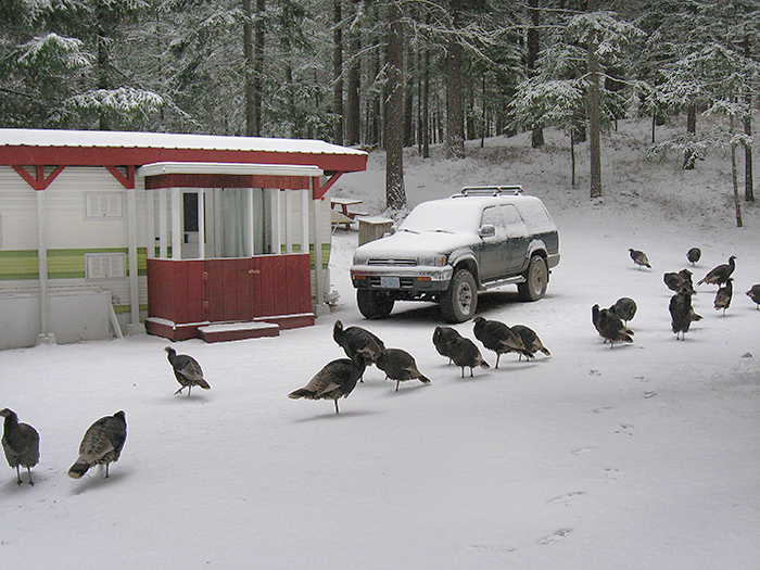 Mosier turkeys