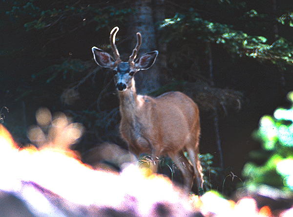 Mule Deer