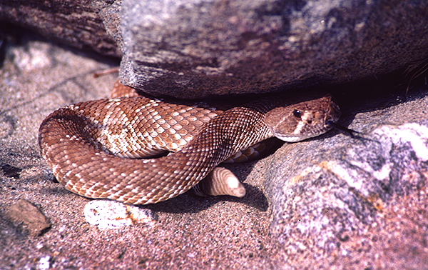 Desert rattlesnake