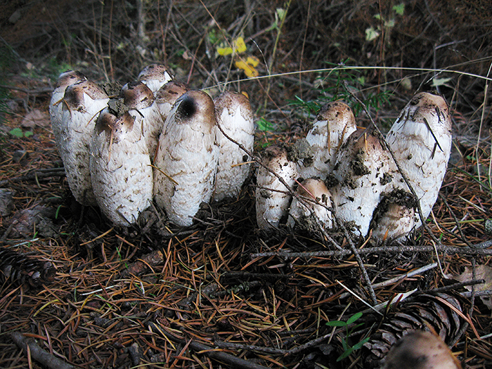 Wild Mushrooms