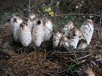 Wild Mushrooms