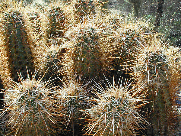 Cholla