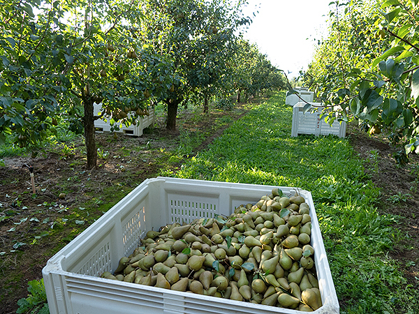 HR Pear Harvest