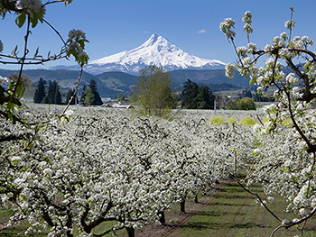 HRV Pear Blossoms