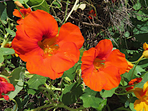 California flowers in bloom after record rain