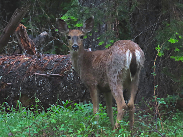 Cascade Mountain deer