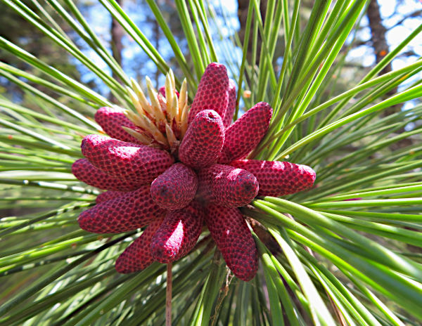 Pine tree flower