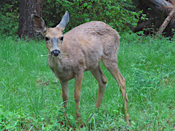 Cascade Mountain deer