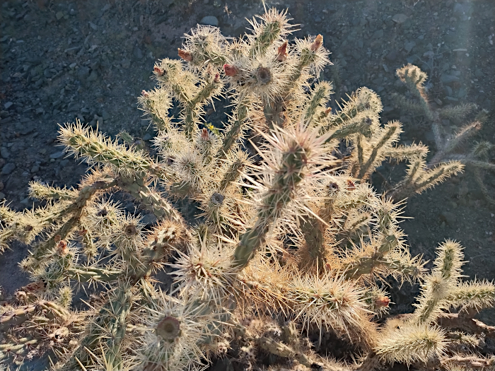 Cholla cactus