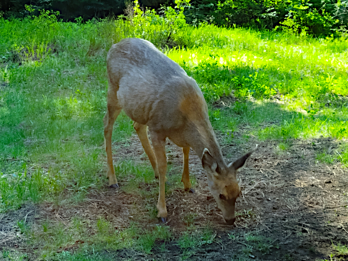 Cascade Mountain deer