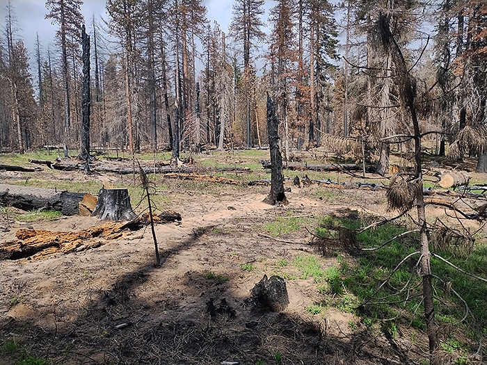 Williams Mine fire
