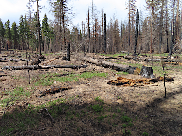 Williams Mine fire