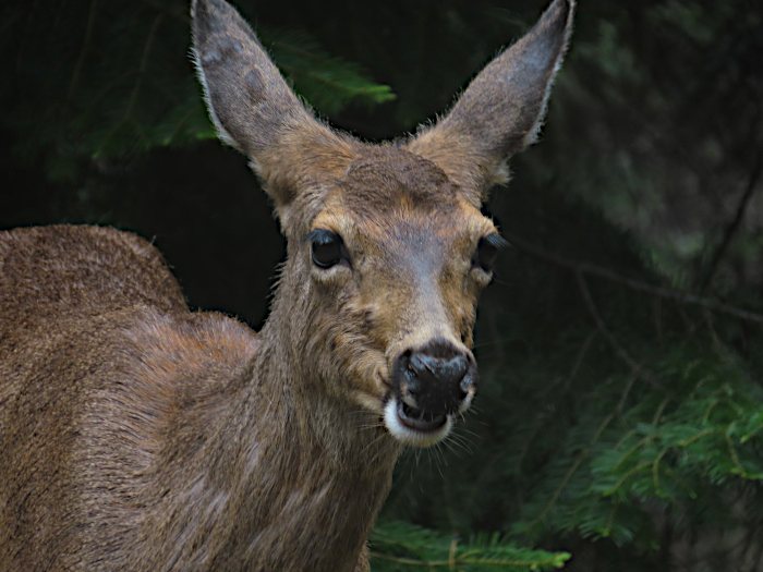 Cascade Mountain deer