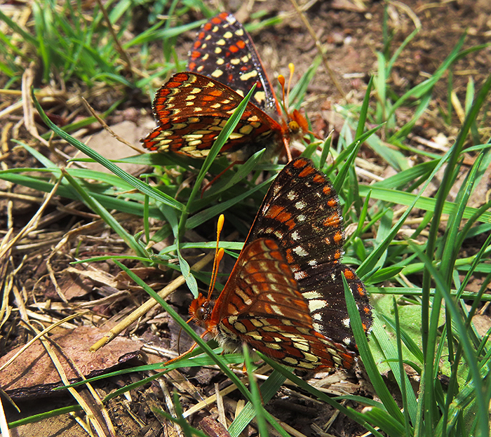 Cascade Mountain butterflies 6-29-25