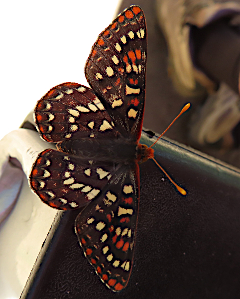 Cascade Mountain butterfly 6-29-25